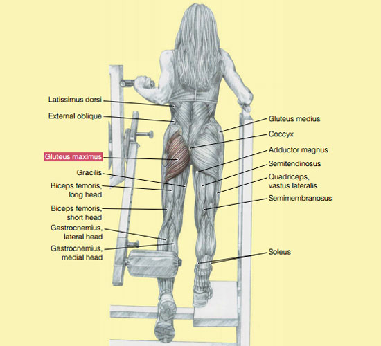 machine: hip extensions_working muscles